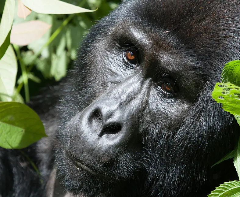 Gorilla - 1.jpg