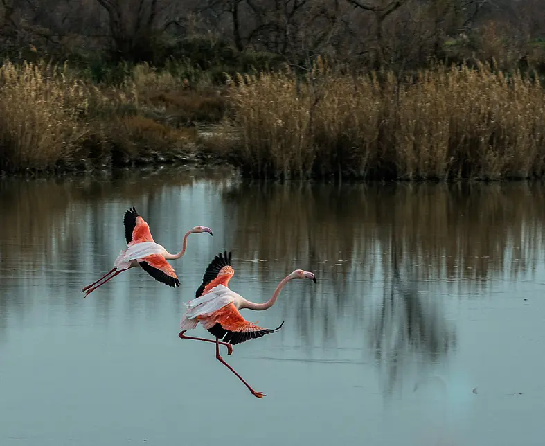 Flamants_Roses_-_Guy_Cazenavette_23.jpg