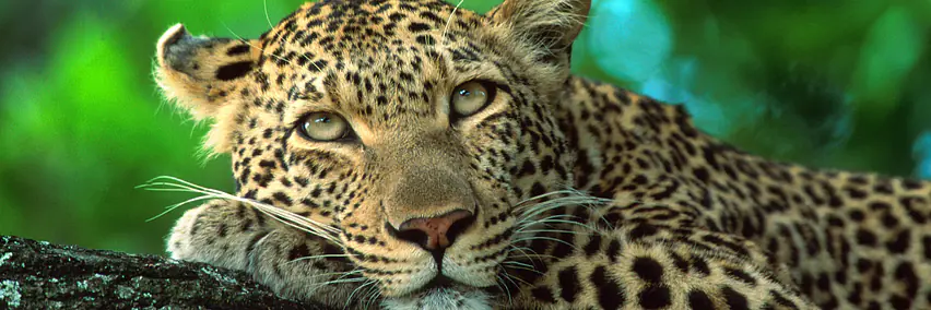 Vortrag: Südafrika - für Gross und Klein - Halle 6, Raum K1