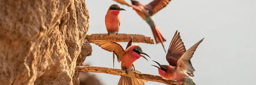 Vortrag: Zambia & Malawi - Halle 6, Raum K1