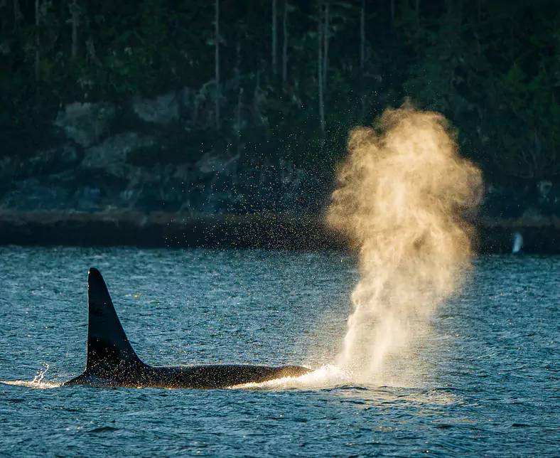 Killer Whale (John Lehmann).jpg