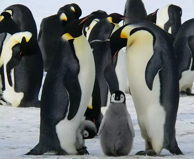 emperor-penguins-429128_1920.webp