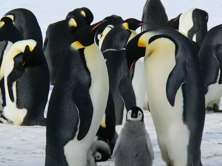 Expedition zu den Kaiserpinguinen in der Antarktis