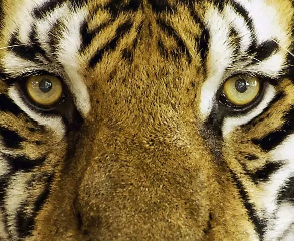 Tiger Listenbild.jpg