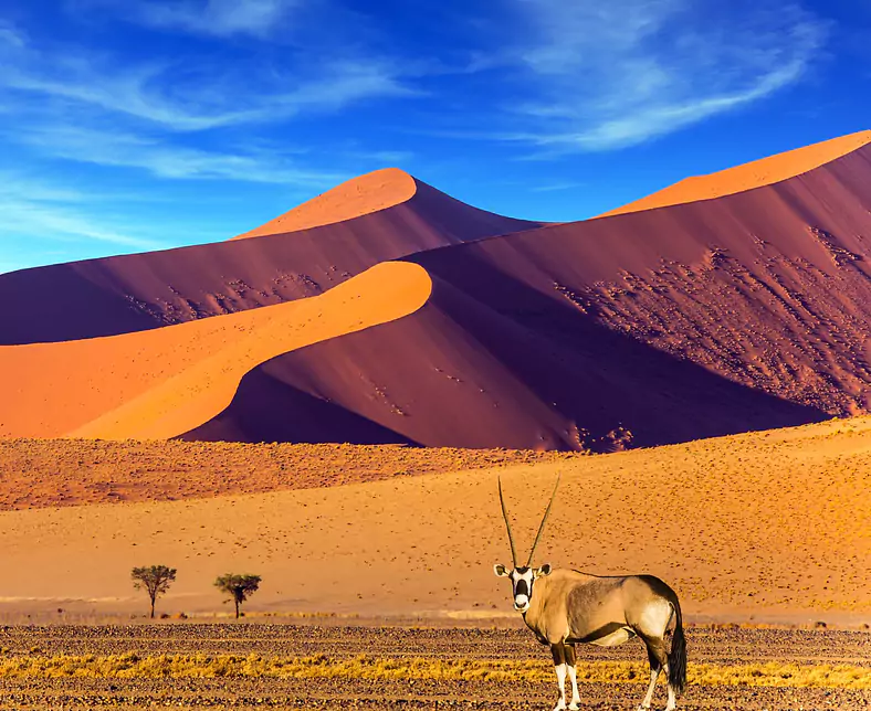 Namibia_Namib Wüste_Oryx_shutterstock©kavram_754071406.jpg